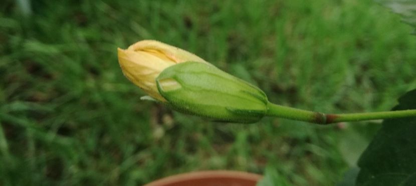  - Hibiscusi
