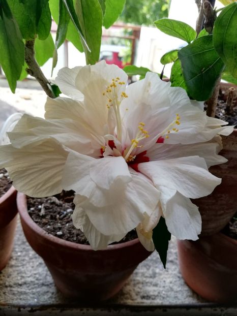  - Hibiscusi 2019-3
