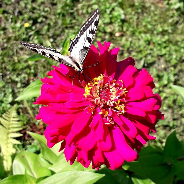  - AAAA__CARCIUMARESE 2015_2017_2018_2019