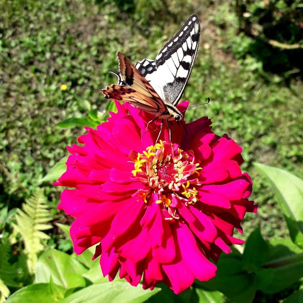  - AAAA__CARCIUMARESE 2015_2017_2018_2019