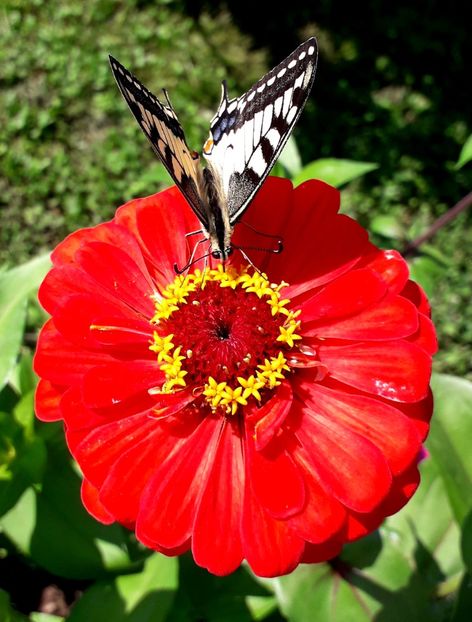  - AAAA__CARCIUMARESE 2015_2017_2018_2019