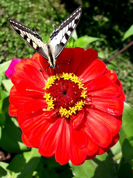  - AAAA__CARCIUMARESE 2015_2017_2018_2019