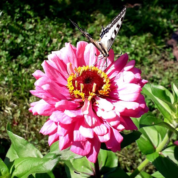  - AAAA__CARCIUMARESE 2015_2017_2018_2019