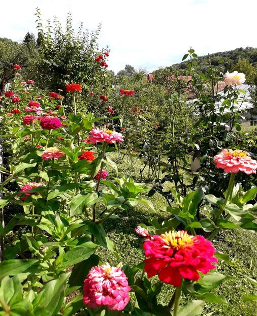  - AAAA__CARCIUMARESE 2015_2017_2018_2019