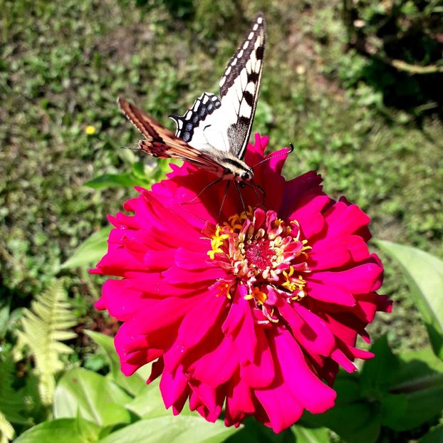  - AAAA__CARCIUMARESE 2015_2017_2018_2019