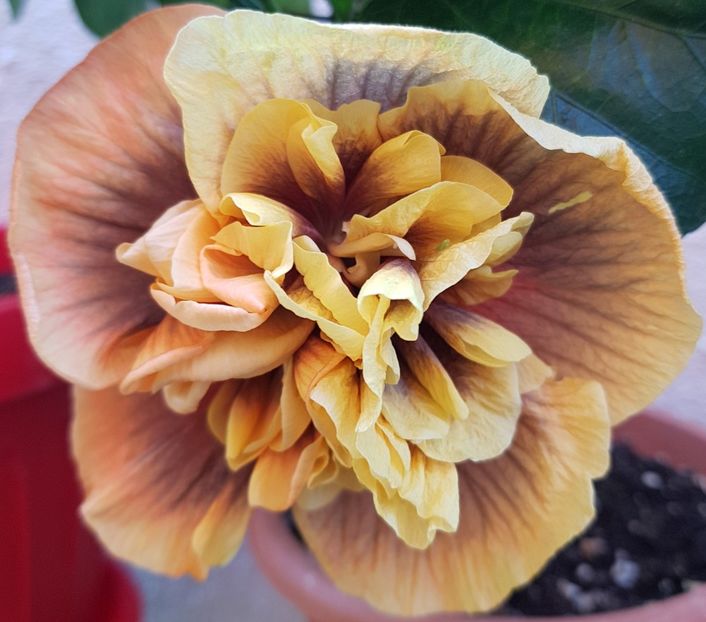  - 1-2 HIBISCUS