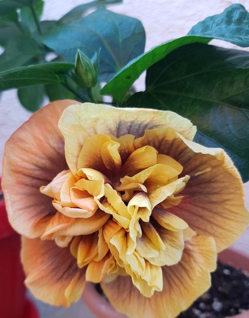  - 1-2 HIBISCUS