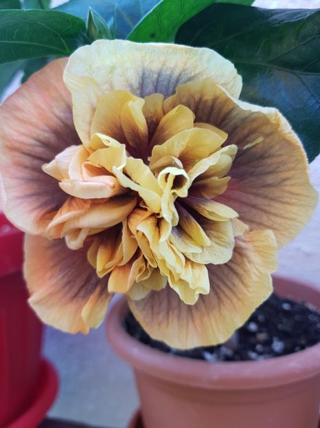  - 1-2 HIBISCUS