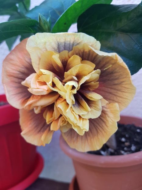  - 1-2 HIBISCUS
