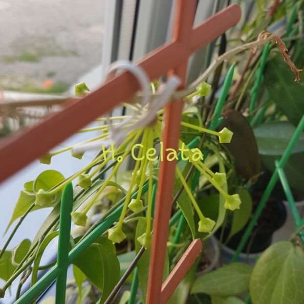  - Celata sau Hoya Pubicalyx White Dragon