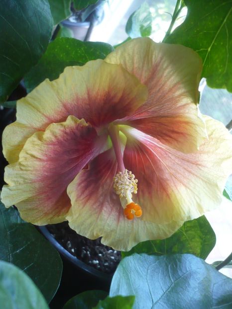 18.08.2019 - HIBISCUSI 2019-2