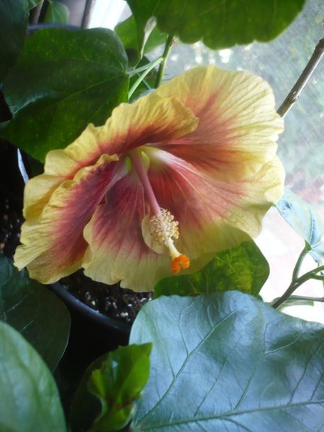 P1420558 - HIBISCUSI 2019-2