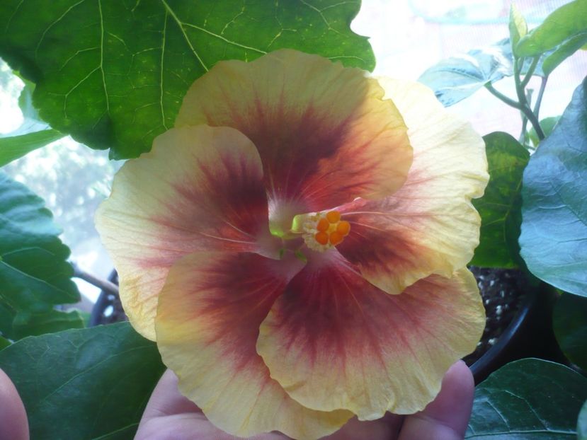 P1420559 - HIBISCUSI 2019-2