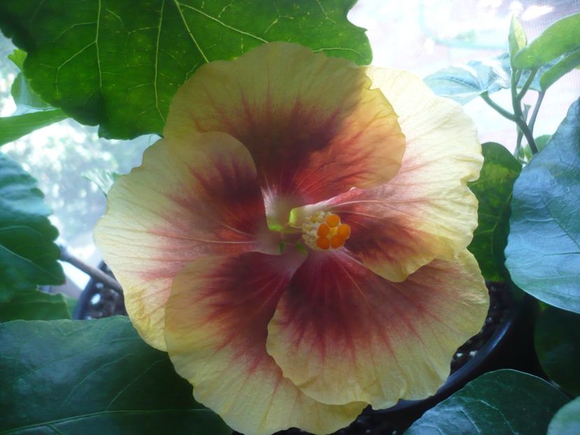 P1420560 - HIBISCUSI 2019-2