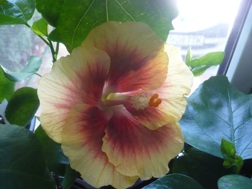 P1420561 - HIBISCUSI 2019-2