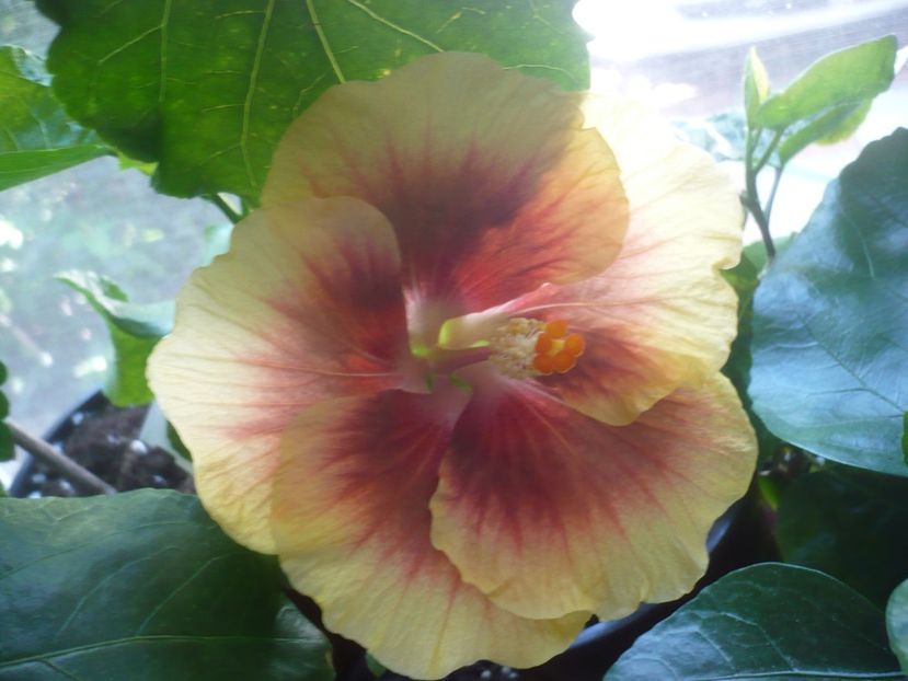 P1420562 - HIBISCUSI 2019-2