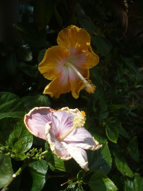 P1420563 - HIBISCUSI 2019-2