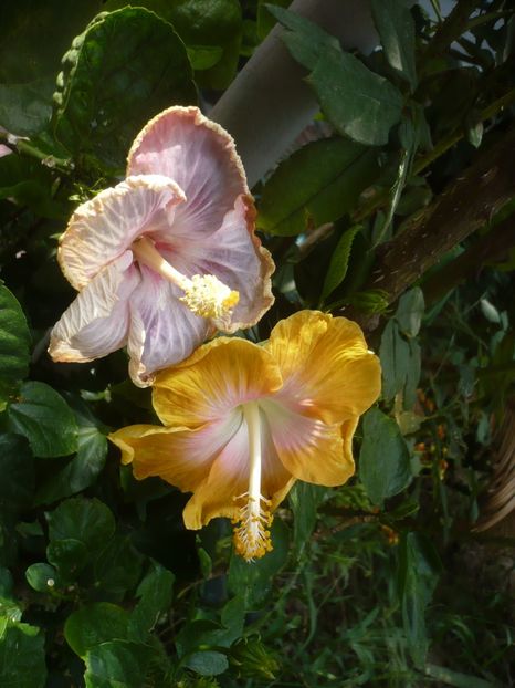 P1420564 - HIBISCUSI 2019-2