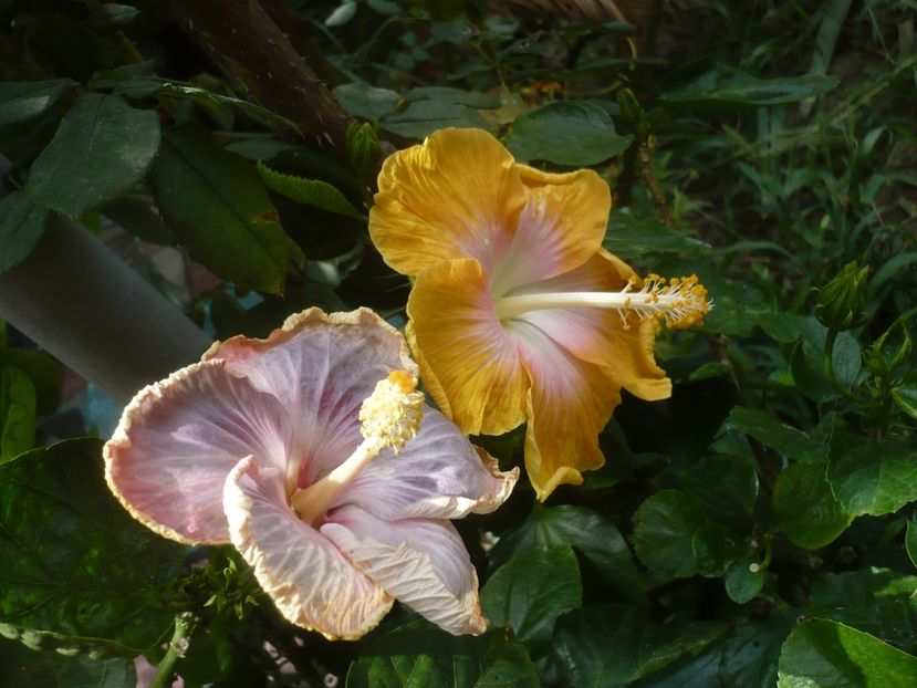 P1420565 - HIBISCUSI 2019-2