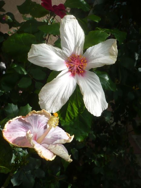 P1420568 - HIBISCUSI 2019-2