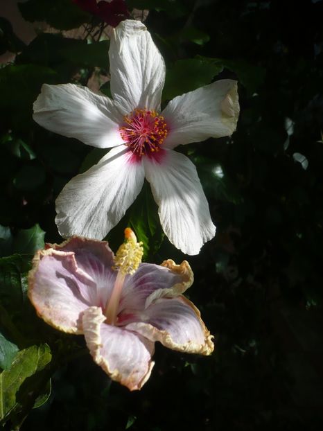 P1420569 - HIBISCUSI 2019-2