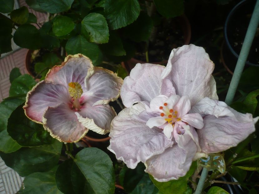 P1420570 - HIBISCUSI 2019-2