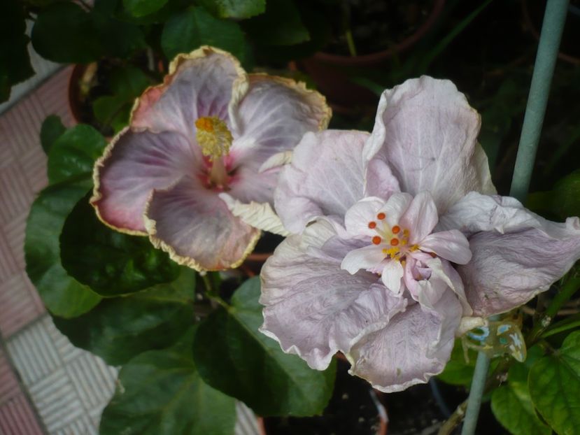 P1420571 - HIBISCUSI 2019-2