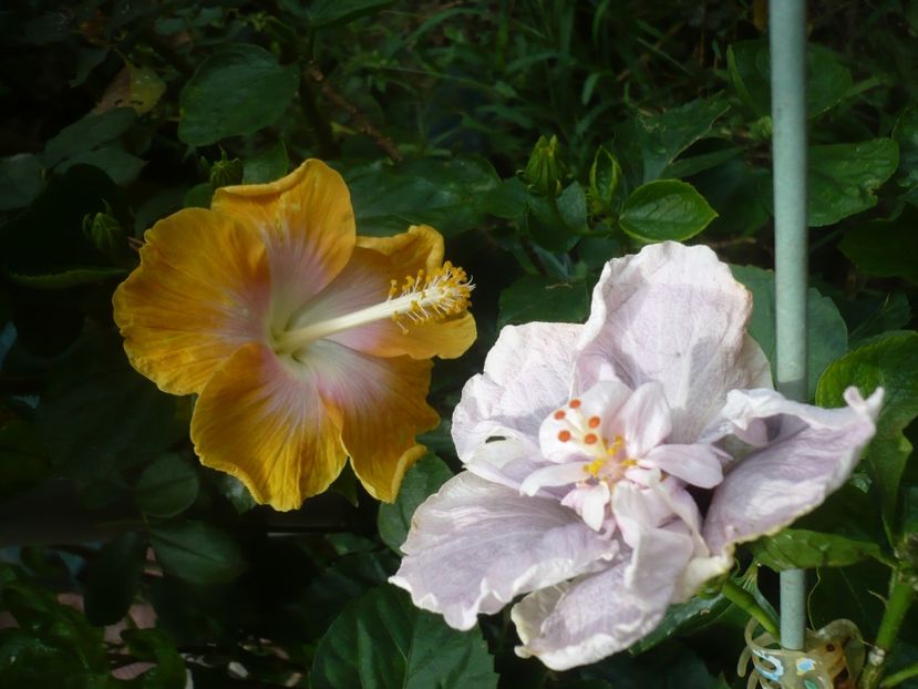 P1420572 - HIBISCUSI 2019-2