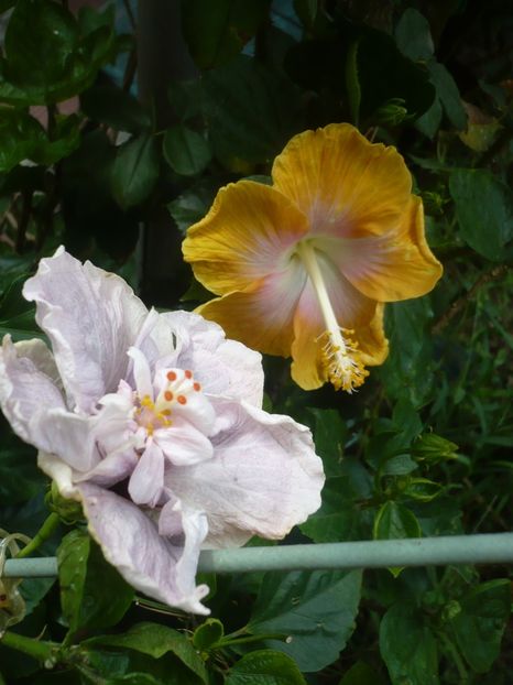 P1420573 - HIBISCUSI 2019-2