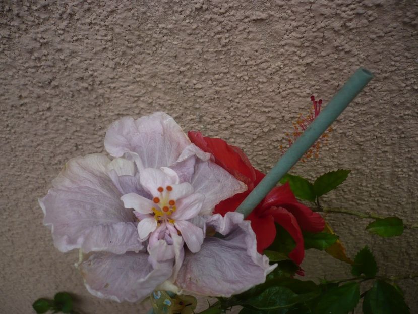 P1420575 - HIBISCUSI 2019-2