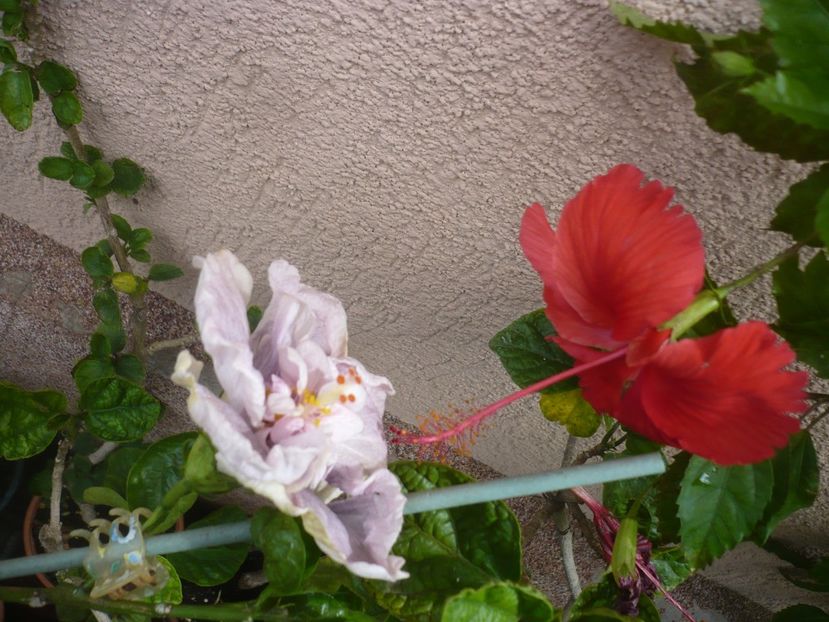 P1420576 - HIBISCUSI 2019-2