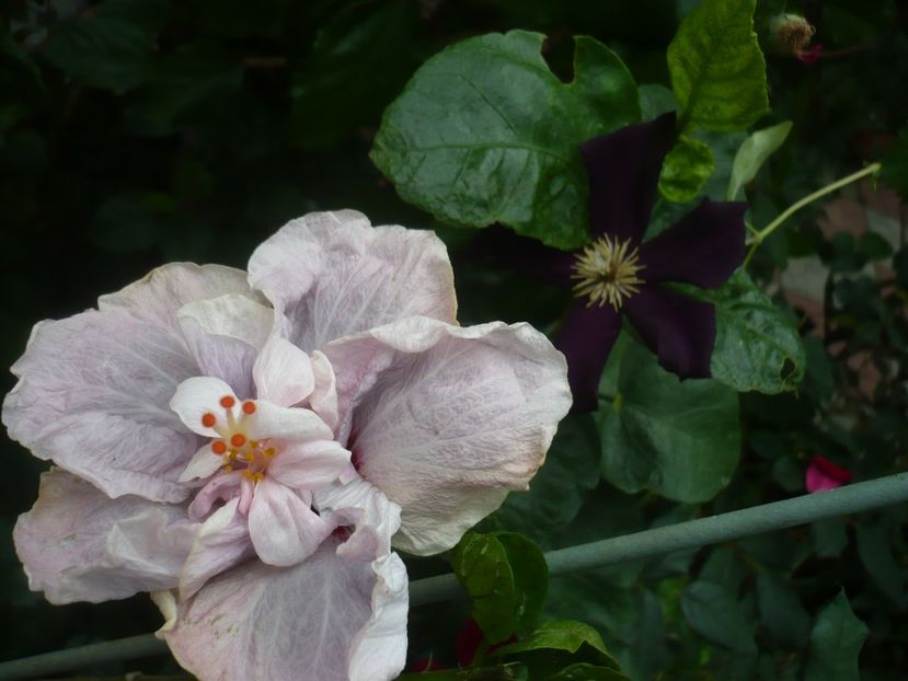 P1420580 - HIBISCUSI 2019-2