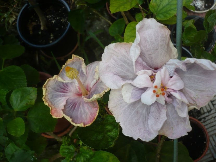 P1420581 - HIBISCUSI 2019-2