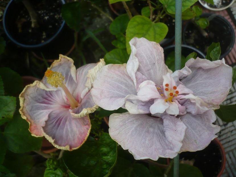 P1420582 - HIBISCUSI 2019-2