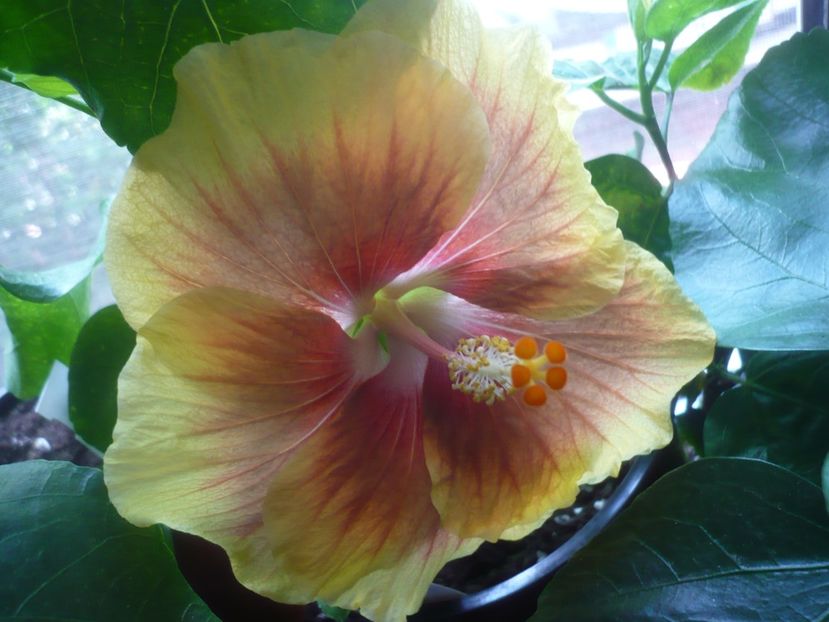 P1420583 - HIBISCUSI 2019-2