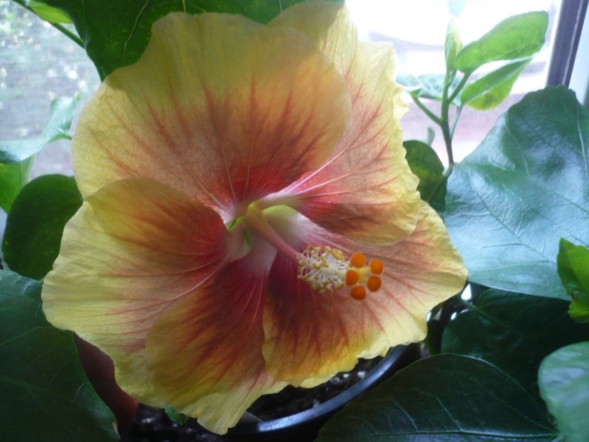 P1420584 - HIBISCUSI 2019-2