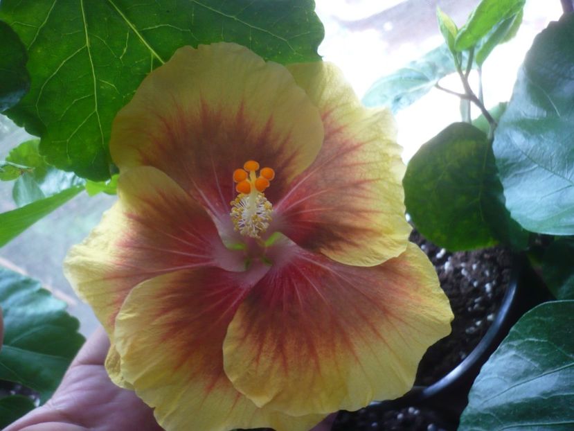 P1420585 - HIBISCUSI 2019-2