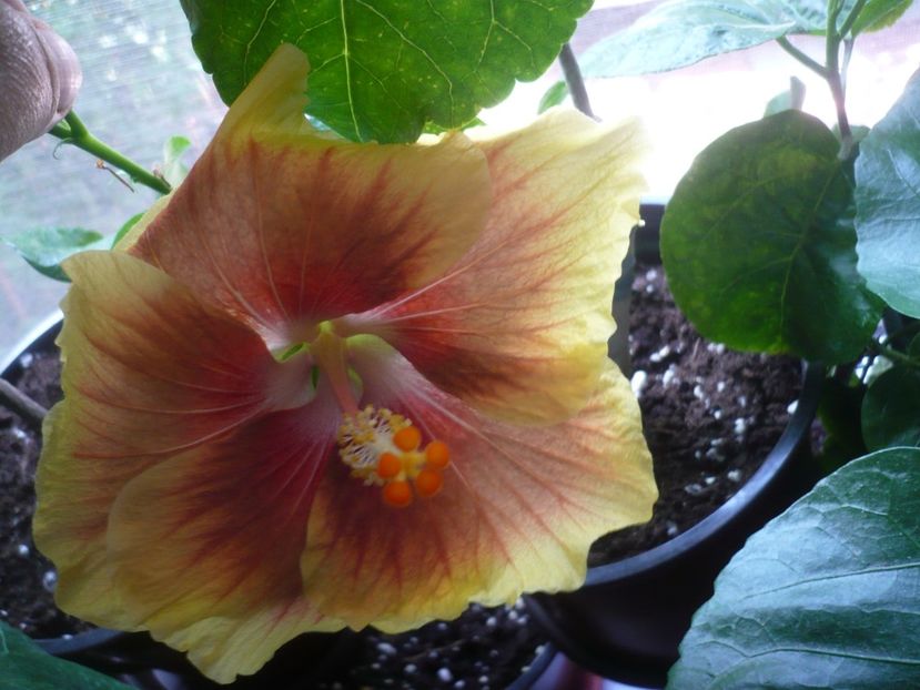 P1420586 - HIBISCUSI 2019-2