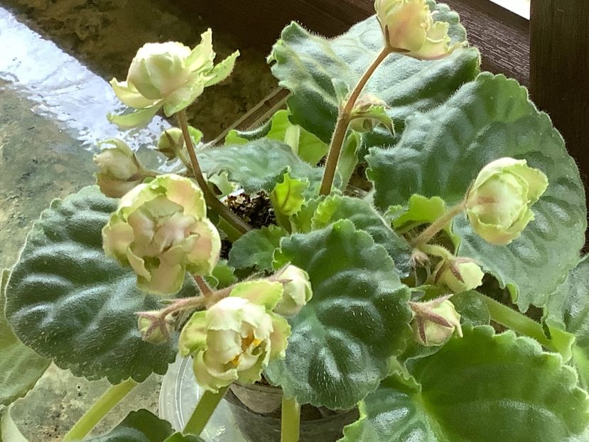  - LE Malakhitovaia Rosa