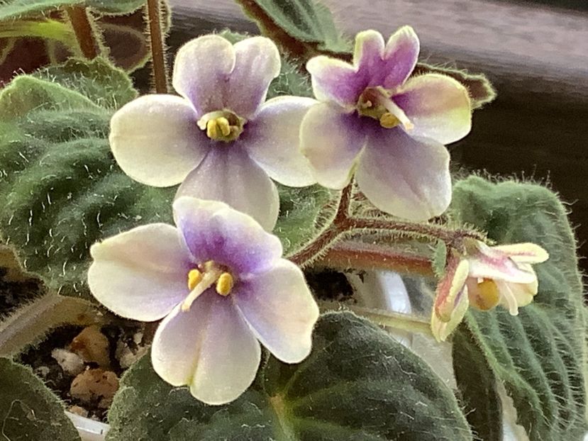  - Saintpaulia ionantha subsp velutina lite