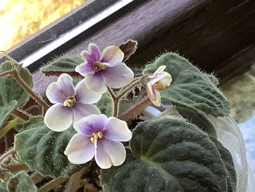  - Saintpaulia ionantha subsp velutina lite