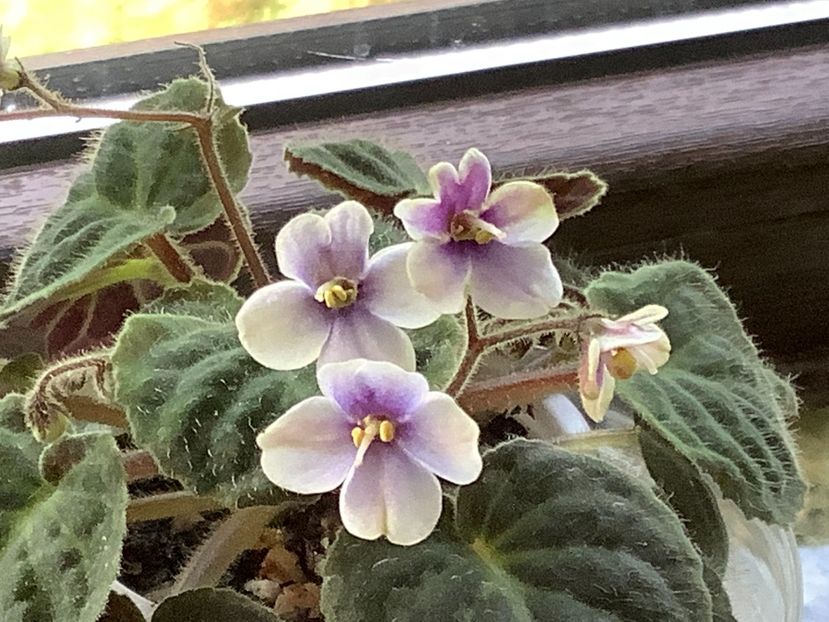  - Saintpaulia ionantha subsp velutina lite