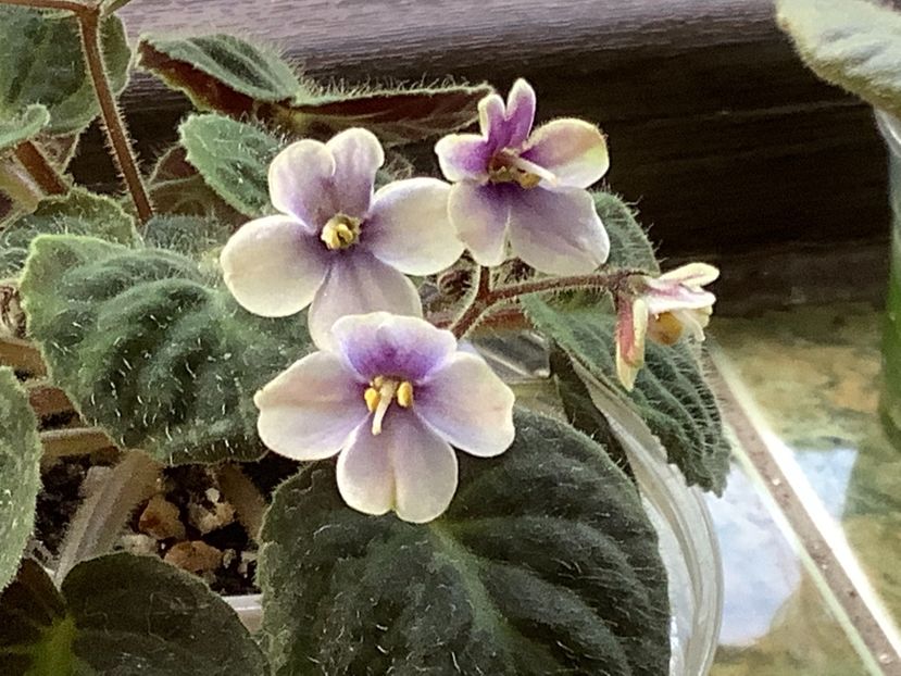  - Saintpaulia ionantha subsp velutina lite