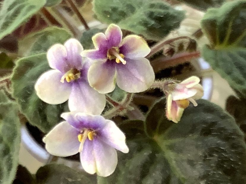  - Saintpaulia ionantha subsp velutina lite