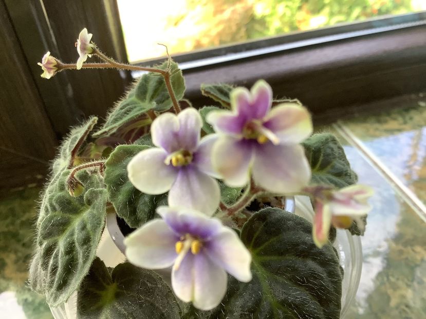  - Saintpaulia ionantha subsp velutina lite