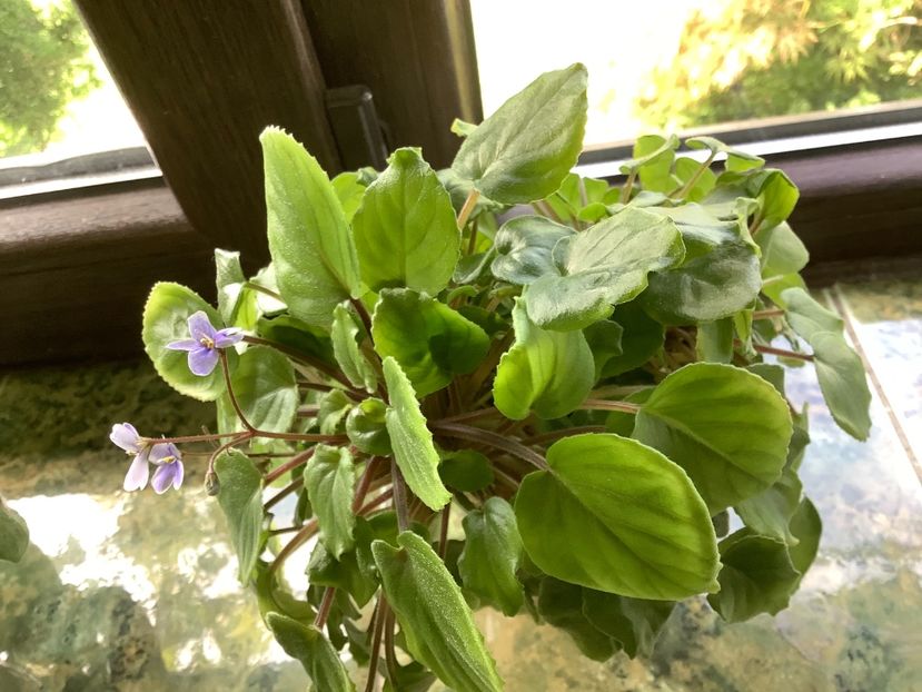 644F4A9F-0A7D-41D8-88B0-72C8C1A9D3B0 - Saintpaulia orbicularis