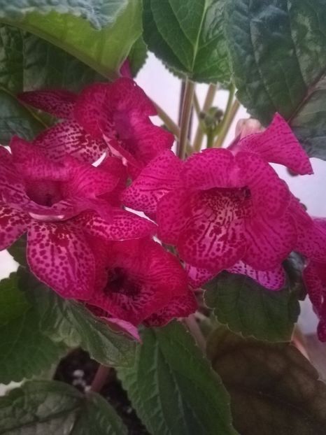 Isa Gorgeus - A-Flori 2019