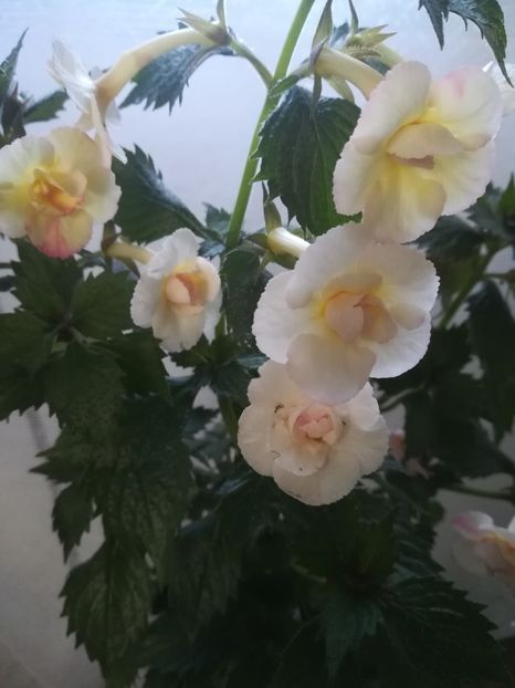 Lemon Orchard - A-Flori 2019