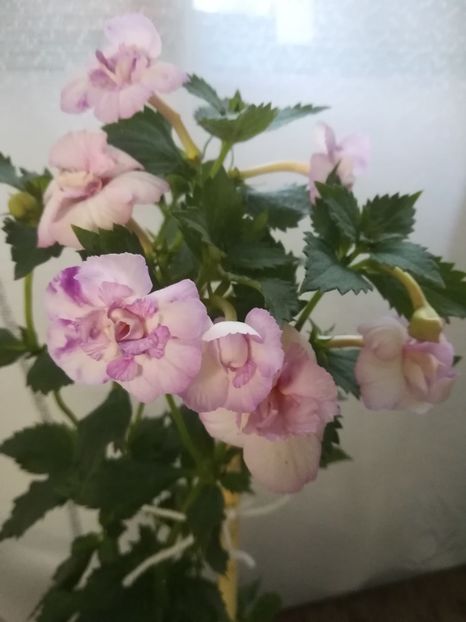  - A-Flori 2019