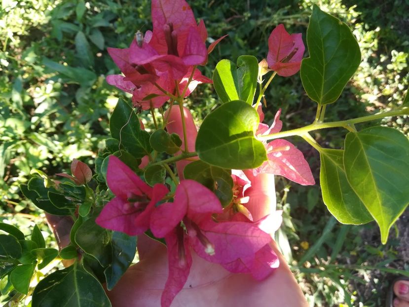 Pink Clouster - A-Flori 2019